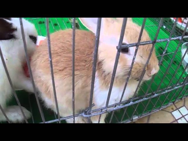 Funny And Cute Bunny Rabbit Videos Compilation 2016 NEW Thỏ trắng dễ