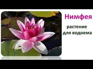 Нимфея. Условия зимнего хранения и летнее цветение.