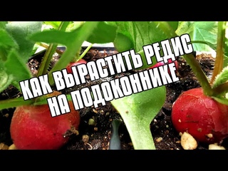 10 КГ РЕДИСА НА ПОДОКОННИКЕ - РЕДИСКА В ЯИЧНЫХ ЛОТКАХ И ВЫРАЩИВАНИЕ ДОМА - РЕДИСКА НА ОКНЕ ЗИМОЙ
