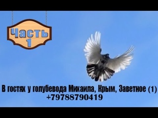 В гостях у голубевода Михаила, Крым, Заветное (1)