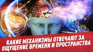 Какие механизмы отвечают за ощущение времени и пространства - Мозг