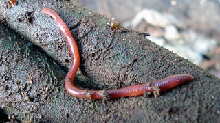 How to Vermicompost: The Simplest Worm Farm You Can Build