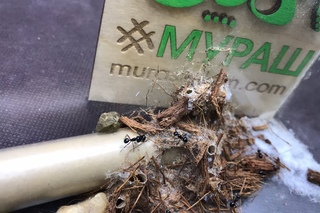 Обзор годовалой семьи муравьёв Polyrhachis australis