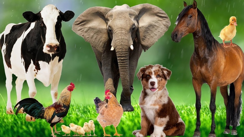 Wild Animal Sounds In Nature: Elephant, Rooster, Cow, Horse, Dog, Hen, , Animal