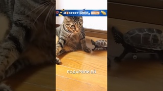 Черепашка на скейте  #истории #история #новости #новость #shorts