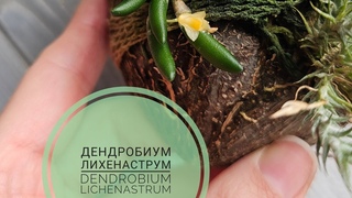 Дендробиум лихенаструм Dendrobium lichenastrum миниатюрная орхидея