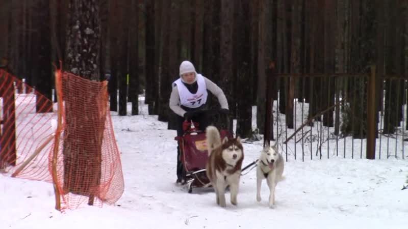 Ирландские терьеры : Снежная метель 2016 питомник хаски из