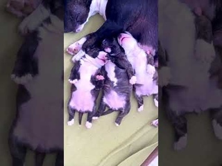 Прикольные булочки спят