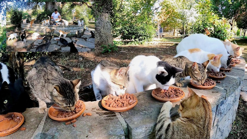 The man who devoted his life to stray cats sits on a bench and is surrounded by too many cute