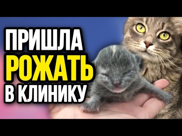 Бездомная кошка пришла рожать в дорогую ветклинику, и