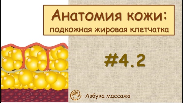 Строение кожи (подкожная жировая клетчатка), Урок 4, часть 2,