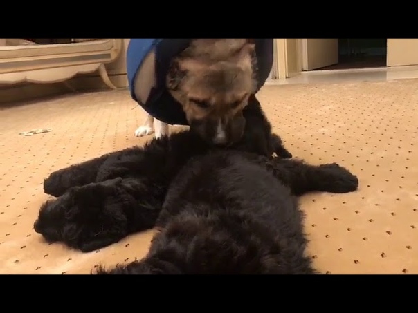 help big dog