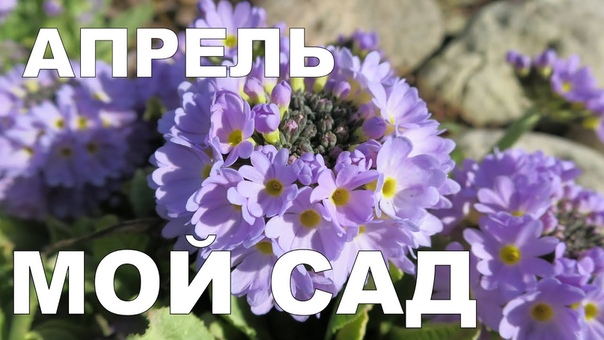 Алёнин сад в апреле 2016, , Alenas garden in April