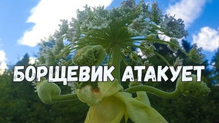 БОРЩЕВИК АТАКУЕТ