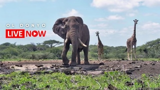 ol Donyo Lodge | Wildlife Live Stream Kenya
