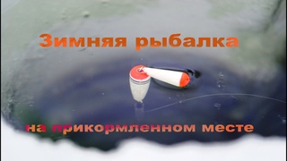 Зимняя рыбалка на прикормленном месте // Winter fishing in the baited place
