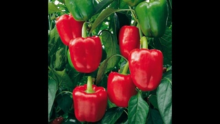 ВСЕ ДАЧНИКИ СБИЛИ СВОИ НОГИ В ПОИСКЕ ЭТИХ СОРТОВ! Самые вкусные сорта перца для грунта,мешков,вёдер!