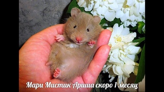 #ХОМКИ НЮША И ЕЁ ДОЧЬ АРИША#ПИТОМНИКМАРИМИСТИК#куплюхомякапродаюхомячат#сирийскийхомякдлинношерстный
