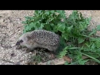 Ёжик - новый житель в Подмосковном Сафари-парке