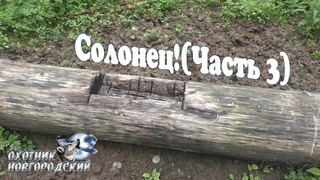 Солонец!(Часть 3)