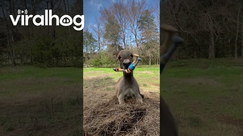 Donkey Goes Crazy for Peg Legged Pirate Chicken, , Viral