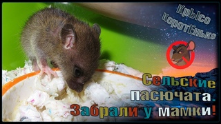 Сельские пасючата покинули мамку и переехали в дюну! 😊 Это мыши, а не крысы. 🐭 (Wild Rats) 🐭