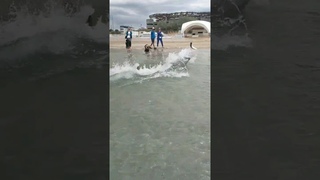 ЧТО ТВОРИТ ДЕЛЬФИН! ЛЮДИ КРИЧАТ! #море #анапа #краснодарскийкрай