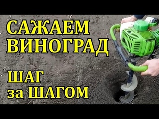 ПОСАДКА САЖЕНЦА ВИНОГРАДА БЫСТРО И КРАТКО