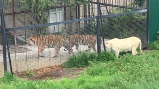 Джуна устроила разборки с тиграми! Тайган Juna has a showdown with the tigers! Taigan