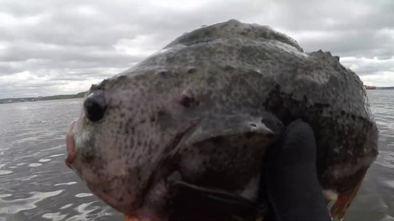 ПОНЫРЯЛИ В КОЛЬСКОМ, ВСКРЫЛ НИВУ ), DIVE IN THE KOLA, OPENED THE FIELD