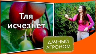 Лучшие средства против тли СМОТРИ что получилось - YouTube
