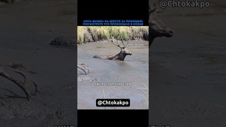 Лось вышел на шоссе за помощью #слова #жизнь