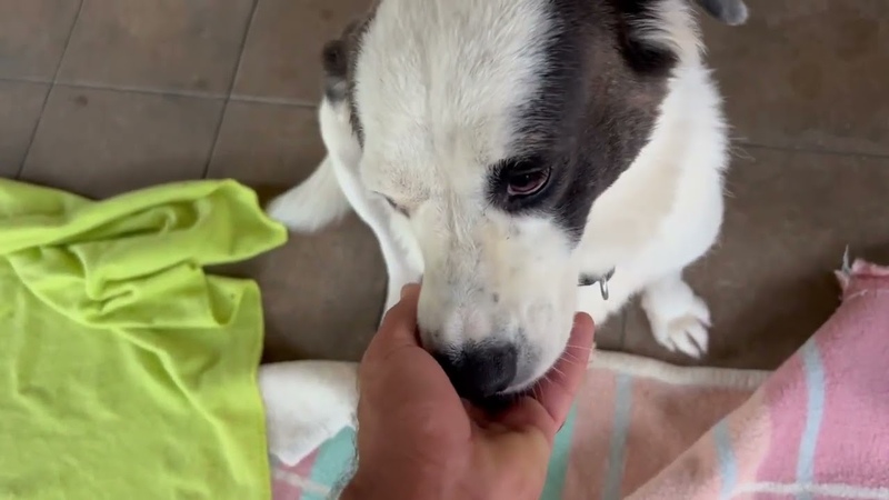 Mollie is looking for a home She is so amazing and so cute and so sweet Takis