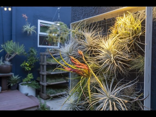 Josh Rosen Airplants