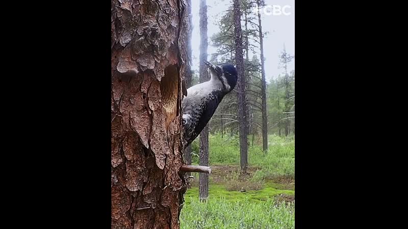 Скрытые камеры в лесах Канады и смешные