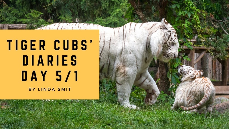 Tiger cubs diary, Are male tigers good fathers Cubs seeking dads attention. Bonding cubs