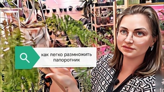 как легко размножить папоротник/пересадка нефролеписа