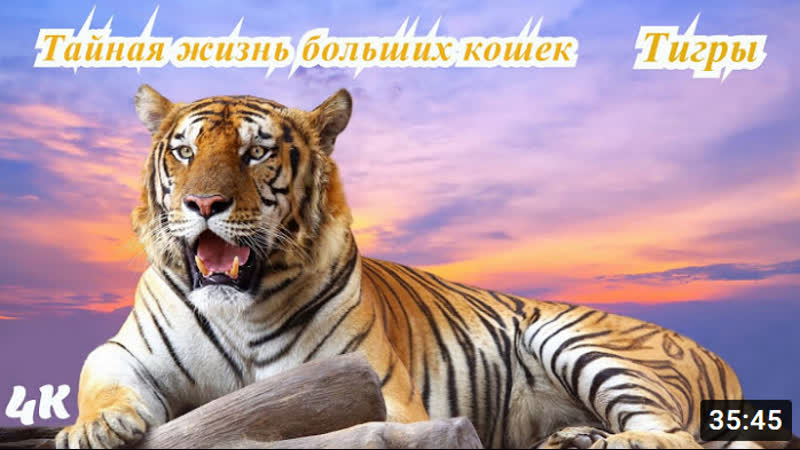 The Secret Lives Of Big Cats Тайная жизнь тигры Серия 1