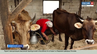 Супруги Думиника из Усвятского района построили ферму и завели породистых смоленских коров