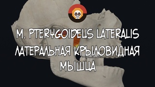 Латеральная крыловидная мышца (m. pterygoideus lateralis)3D Анатомия