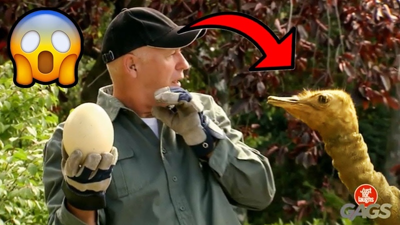 Ostritch Attack Caught On Camera, Just For Laughs