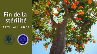 ACTU DGSE-DGSI : Elyanee et Toran vont mettre un terme  votre situation strile, et vous rjouir !