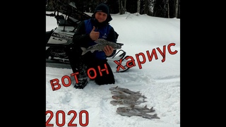 Рыбалка Хариус  2020. Рыбака коми улет!!!Крупный хариус!
