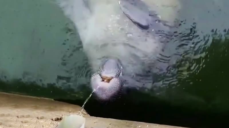 Manatee Caught Drinking