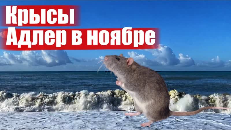 КРЫСЫ, ремонт, АДЛЕР в ноябре