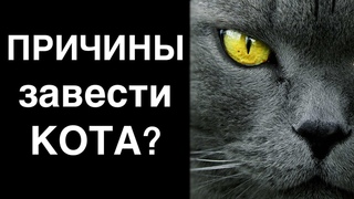 Причины завести кота. Объективно и по науке!