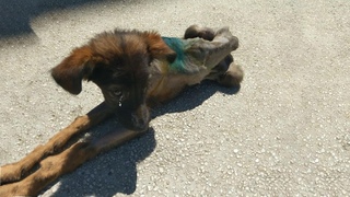 Emaciated and eaten alive by hundred flies! He laid beside the fence of rich house waiting for end