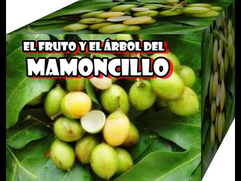 El Árbol y fruto del