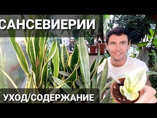 САНСЕВИЕРИИ  / ЩУЧИЙ ХВОСТ уход в домашних условиях (Sansevieria ,Тещин язык, Сансевьера, Санса)