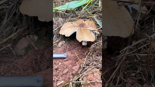 Grown Mushroom Dig #viral #nature #mushroomforest #mushroomhunting #fruit #mushrooming #wildlife